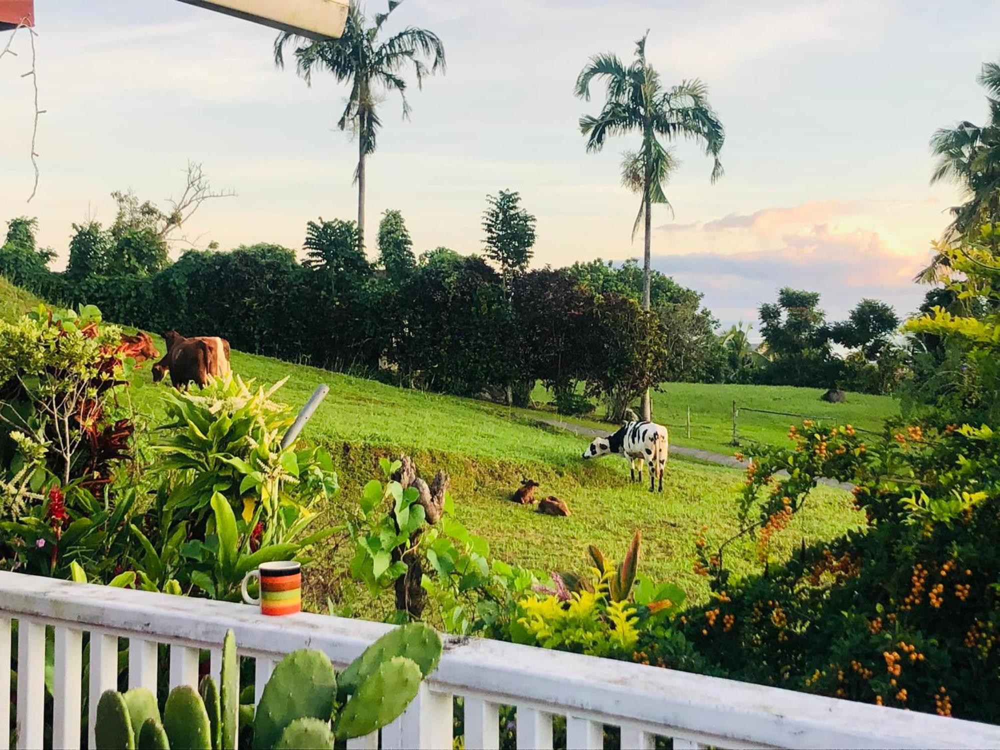 Apaula Heights Lounge Bed and Breakfast Apia Eksteriør billede